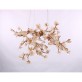 DV3953 Almond